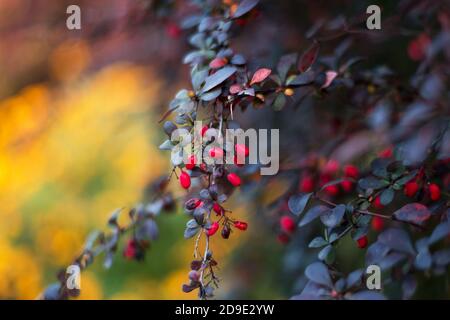 Barbacche rosse sul cespuglio nel giardino. Ramificazione con frutti di bosco maturi freschi sfondo autunno naturale. Berberis vulgaris o thunbergii, Berberis Coronita Foto Stock