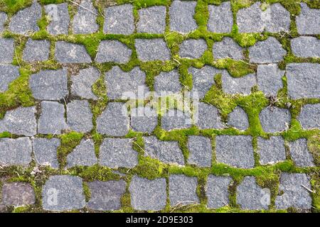 Pavimentazione acciottolata, muschio verde tra sfondo in mattoni. Vecchia struttura di pavimentazione in pietra. Ciottoli con erba verde nelle cuciture. Lastricato di pietra Foto Stock