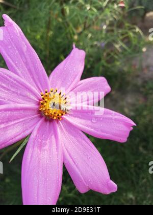 COSMOS è un genere della famiglia delle Asteraceae , con lo stesso nome comune di cosmo, costituito da piante fiorite della famiglia dei girasoli. Foto Stock