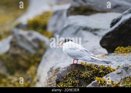 Tern comune - Sterna hirundo, bella terna bianca e nera dalle coste europee di acqua dolce e mare, Shetlands, Scozia, Regno Unito. Foto Stock