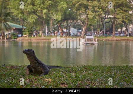 Bangkok, Thailandia, marzo 2106. Monitor Lizard nel lago del Parco Lumpini. Foto Stock