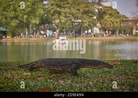 Bangkok, Thailandia, marzo 2106. Monitor Lizard nel lago del Parco Lumpini. Foto Stock