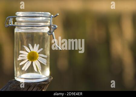 Grande fiore di camomilla - concetto di fitoterapia. Fiore di camomilla in un vaso di vetro - concetto di terapia DI BACH. Foto Stock