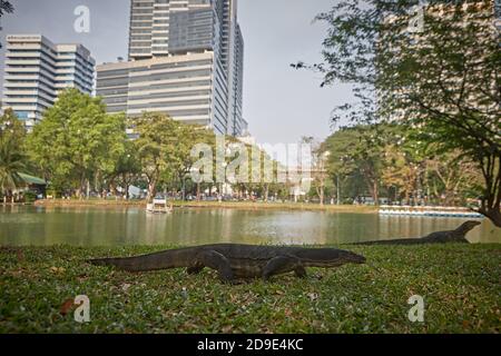 Bangkok, Thailandia, marzo 2106. Monitor Lizard nel lago del Parco Lumpini. Foto Stock