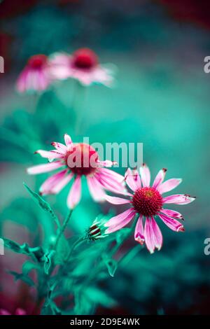Fiori di echinacea rosa pallido crescono nel giardino magico blu Foto Stock