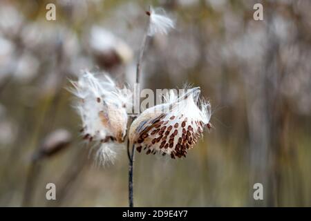 Milkweed comune, Asclepias syriaca. Fiore di farfalla o follicolo di alghe con semi asciutti volanti all'inizio dell'autunno. Estate silenzio umore autunno. Selettivo Foto Stock