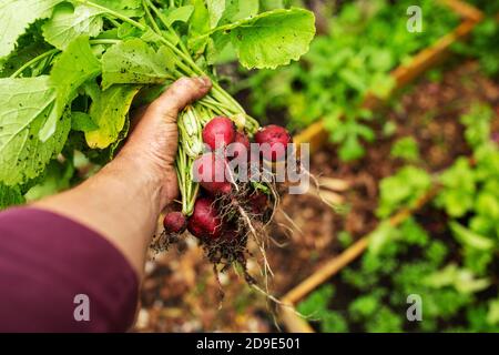 Primo piano mano che tiene mazzo di verdure di rafano organico raccolto Foto Stock