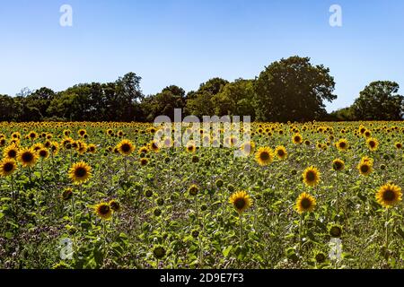 Un campo di vivaci girasoli nella campagna del Sussex Foto Stock