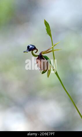 Fiore della grande Orchidea dell'anatra australiana, Caleana Major, famiglia Orchidaceae. Trovato in bosco a Sydney, NSW, Australia. Endemico ad est Foto Stock