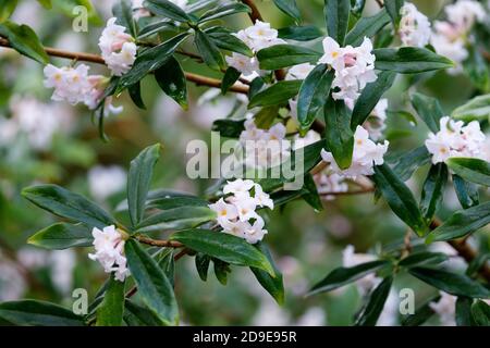 Daphne bholua Alba. Impianto per la produzione di carta nepalese bianca, impianto per la produzione di carta nepalese "Alba" Foto Stock