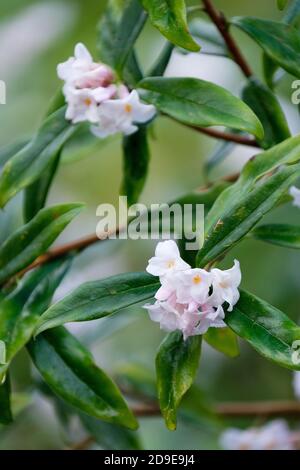 Daphne bholua Alba. Impianto per la produzione di carta nepalese bianca, impianto per la produzione di carta nepalese "Alba" Foto Stock