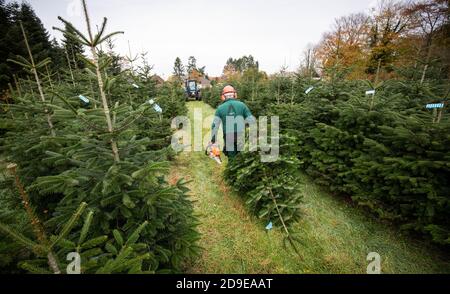 Fuhlendorf, Germania. 05 novembre 2020. Fuhlendorf, Germania. 05 novembre 2020. Peter Ozdrowski, lavoratore forestale, tira un abete nordmann abbattuto attraverso una scintilla di alberi di Natale. I consumatori devono essere preparati a prezzi più elevati per gli alberi di Natale. Secondo l'Associazione federale dei produttori di alberi di Natale e la Camera dell'Agricoltura dello Schleswig-Holstein, l'aumento dei prezzi è dovuto a condizioni di produzione più difficili e più costose a causa del coronavirus. Credit: Christian Charisius/dpa/Alamy Live News Credit: dpa Picture Alliance/Alamy Live News Foto Stock