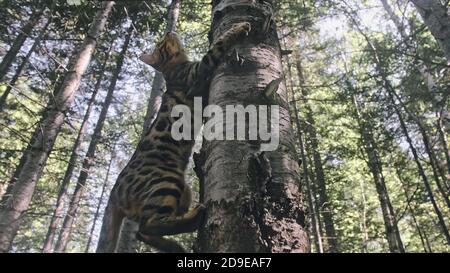 Un gatto in un parco della città. Il Bengala wildcat a piedi sulla foresta nel collare. Asian Jungle Cat o palude o Reed. Addomesticazione leopard cat. Foto Stock