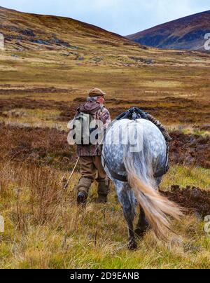 Scozia, Regno Unito – una ghillia che guida un pony di alture in funzione che viene utilizzato per trasportare il Cervo delle colline nelle Highlands scozzesi Foto Stock