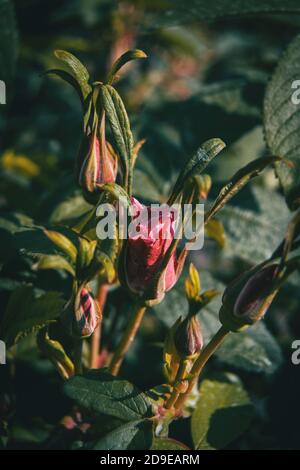 Dettaglio di una rosa che fiorisce tra le gemme nel selvaggio Foto Stock