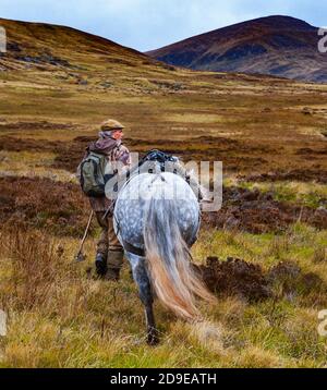 Scozia, Regno Unito – una ghillia che guida un pony di alture in funzione che viene utilizzato per trasportare il Cervo delle colline nelle Highlands scozzesi Foto Stock