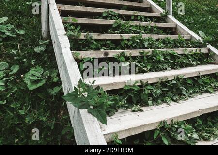 Scale di legno con erba e fogliame che crescono sotto. Il modo più difficile per raggiungere il successo attraverso la crescita di sé. Percorso naturale per escursioni o trekking in cima ad una collina Foto Stock