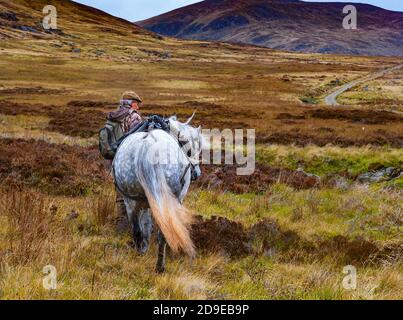 Scozia, Regno Unito – una ghillia che guida un pony di alture in funzione che viene utilizzato per trasportare il Cervo delle colline nelle Highlands scozzesi Foto Stock