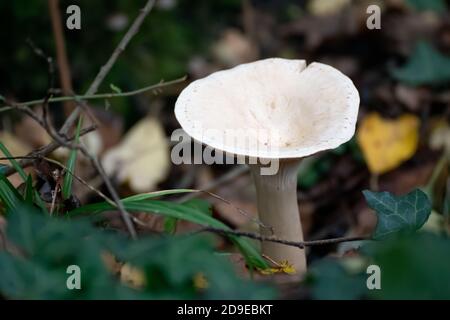 Imbuto per truppa (Clitocybe geotropa) fungo a gambo lungo Foto Stock