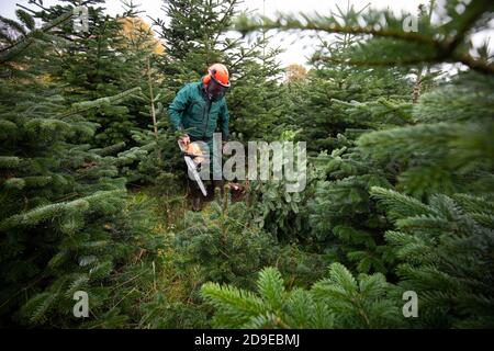 Fuhlendorf, Germania. 05 novembre 2020. Fuhlendorf, Germania. 05 novembre 2020. Un lavoratore forestale seghe un abete Nordmann in una riserva di alberi di Natale. I consumatori devono essere preparati a prezzi più elevati per gli alberi di Natale. Secondo l'Associazione federale dei produttori di alberi di Natale e la Camera dell'Agricoltura dello Schleswig-Holstein, l'aumento dei prezzi è dovuto a condizioni di produzione più difficili e più costose a causa del coronavirus. Credit: Christian Charisius/dpa/Alamy Live News Credit: dpa Picture Alliance/Alamy Live News Foto Stock