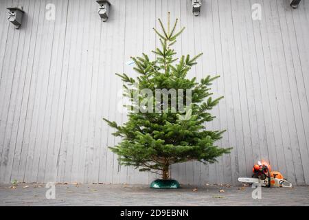 Fuhlendorf, Germania. 05 novembre 2020. Fuhlendorf, Germania. 05 novembre 2020. Un albero di Natale è in piedi accanto a una motosega, in una foto per l'apertura della stagione degli alberi di Natale in una compagnia di un produttore di alberi di Natale. I consumatori devono essere preparati a prezzi più elevati per gli alberi di Natale. Secondo l'Associazione federale dei produttori di alberi di Natale e la Camera dell'Agricoltura dello Schleswig-Holstein, l'aumento dei prezzi è dovuto a condizioni di produzione più difficili e più costose a causa del coronavirus. Credit: Christian Charisius/dpa/Alamy Live News Credit: dpa picture Foto Stock