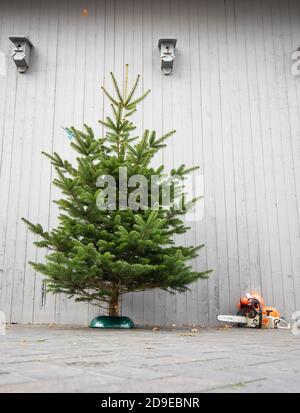 Fuhlendorf, Germania. 05 novembre 2020. Fuhlendorf, Germania. 05 novembre 2020. Un albero di Natale è in piedi accanto a una motosega, in una foto per l'apertura della stagione degli alberi di Natale in una compagnia di un produttore di alberi di Natale. I consumatori devono essere preparati a prezzi più elevati per gli alberi di Natale. Secondo l'Associazione federale dei produttori di alberi di Natale e la Camera dell'Agricoltura dello Schleswig-Holstein, l'aumento dei prezzi è dovuto a condizioni di produzione più difficili e più costose a causa del coronavirus. Credit: Christian Charisius/dpa/Alamy Live News Credit: dpa picture Foto Stock