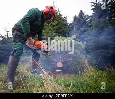 Fuhlendorf, Germania. 05 novembre 2020. Fuhlendorf, Germania. 05 novembre 2020. Un lavoratore forestale seghe un abete Nordmann in una riserva di alberi di Natale. I consumatori devono essere preparati a prezzi più elevati per gli alberi di Natale. Secondo l'Associazione federale dei produttori di alberi di Natale e la Camera dell'Agricoltura dello Schleswig-Holstein, l'aumento dei prezzi è dovuto a condizioni di produzione più difficili e più costose a causa del coronavirus. Credit: Christian Charisius/dpa/Alamy Live News Credit: dpa Picture Alliance/Alamy Live News Foto Stock