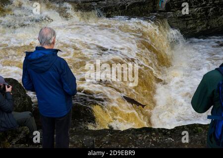 Salmoni (Salmo Salar) che fanno la loro strada fino alle alte portate del fiume Ribble a Stainforth Force, Stainforth, North Yorkshire, Inghilterra, UK. Foto Stock