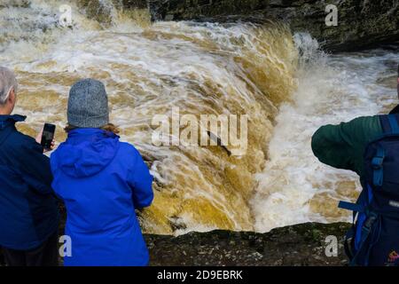 Salmoni (Salmo Salar) che fanno la loro strada fino alle alte portate del fiume Ribble a Stainforth Force, Stainforth, North Yorkshire, Inghilterra, UK. Foto Stock