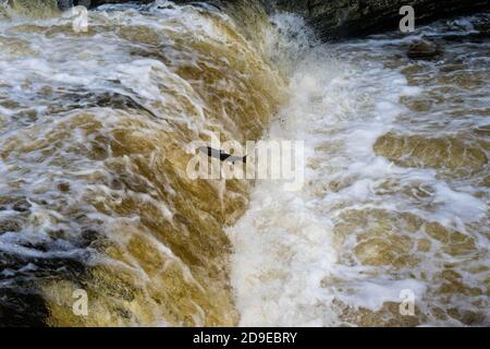 Salmoni (Salmo Salar) che fanno la loro strada fino alle alte portate del fiume Ribble a Stainforth Force, Stainforth, North Yorkshire, Inghilterra, UK. Foto Stock