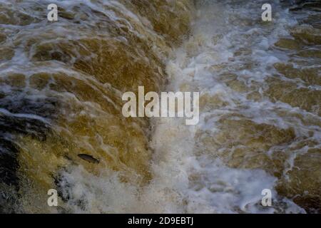 Salmoni (Salmo Salar) che fanno la loro strada fino alle alte portate del fiume Ribble a Stainforth Force, Stainforth, North Yorkshire, Inghilterra, UK. Foto Stock