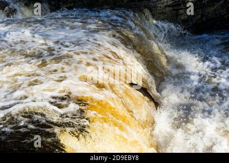 Salmoni (Salmo Salar) che fanno la loro strada fino alle alte portate del fiume Ribble a Stainforth Force, Stainforth, North Yorkshire, Inghilterra, UK. Foto Stock