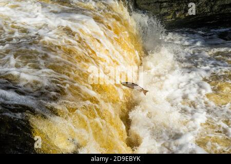 Salmoni (Salmo Salar) che fanno la loro strada fino alle alte portate del fiume Ribble a Stainforth Force, Stainforth, North Yorkshire, Inghilterra, UK. Foto Stock