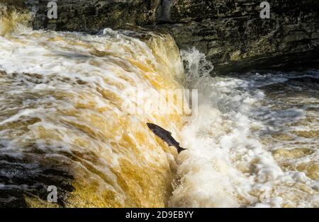 Salmoni (Salmo Salar) che fanno la loro strada fino alle alte portate del fiume Ribble a Stainforth Force, Stainforth, North Yorkshire, Inghilterra, UK. Foto Stock