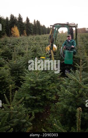 Fuhlendorf, Germania. 05 novembre 2020. Fuhlendorf, Germania. 05 novembre 2020. Peter Ozdrowski, un lavoratore forestale, utilizza una macchina multifunzione per guidare attraverso una zona di conservazione con abeti Nordmann e ha visto giù singoli alberi di Natale. I consumatori devono essere preparati a prezzi più elevati per gli alberi di Natale. Secondo l'Associazione federale dei produttori di alberi di Natale e la Camera dell'Agricoltura dello Schleswig-Holstein, l'aumento dei prezzi è dovuto a condizioni di produzione più difficili e più costose a causa del coronavirus. Credit: Christian Charisius/dpa/Alamy Live News Credit: dpa Foto Stock