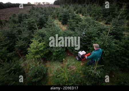 Fuhlendorf, Germania. 05 novembre 2020. Fuhlendorf, Germania. 05 novembre 2020. Peter Ozdrowski, un lavoratore forestale, utilizza una macchina per far cadere un abete Nordmann ad un coltivatore di alberi di Natale. I consumatori devono essere preparati a prezzi più elevati per gli alberi di Natale. Secondo l'Associazione federale dei coltivatori di alberi di Natale e la Camera dell'Agricoltura dello Schleswig-Holstein, l'aumento dei prezzi è dovuto a condizioni di produzione più difficili e più costose a causa del virus della corona. Credit: Christian Charisius/dpa/Alamy Live News Credit: dpa Picture Alliance/Alamy Live News Foto Stock