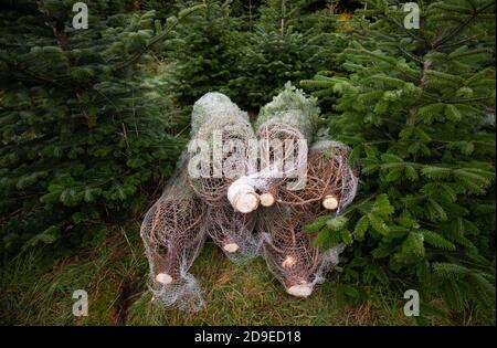 Fuhlendorf, Germania. 05 novembre 2020. Fuhlendorf, Germania. 05 novembre 2020. Gli abeti Nordmann si trovano in reti da trasporto in un'area protetta con alberi di Natale. I consumatori devono essere preparati a prezzi più elevati per gli alberi di Natale. Secondo l'Associazione federale dei produttori di alberi di Natale e la Camera dell'Agricoltura dello Schleswig-Holstein, l'aumento dei prezzi è dovuto a condizioni di produzione più difficili e più costose a causa del coronavirus. Credit: Christian Charisius/dpa/Alamy Live News Credit: dpa Picture Alliance/Alamy Live News Foto Stock