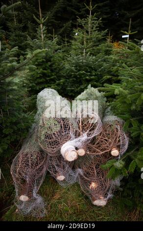 Fuhlendorf, Germania. 05 novembre 2020. Fuhlendorf, Germania. 05 novembre 2020. Gli abeti Nordmann si trovano in reti da trasporto in un'area protetta con alberi di Natale. I consumatori devono essere preparati a prezzi più elevati per gli alberi di Natale. Secondo l'Associazione federale dei produttori di alberi di Natale e la Camera dell'Agricoltura dello Schleswig-Holstein, l'aumento dei prezzi è dovuto a condizioni di produzione più difficili e più costose a causa del coronavirus. Credit: Christian Charisius/dpa/Alamy Live News Credit: dpa Picture Alliance/Alamy Live News Foto Stock