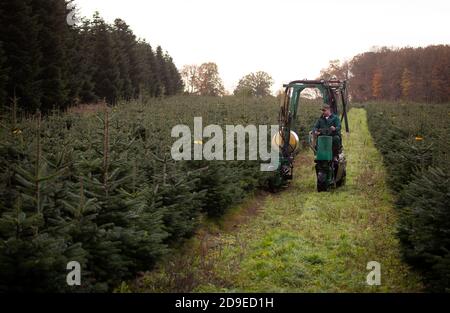 Fuhlendorf, Germania. 05 novembre 2020. Fuhlendorf, Germania. 05 novembre 2020. Peter Ozdrowski, un lavoratore forestale, utilizza una macchina multifunzione per guidare attraverso una zona di conservazione con abeti Nordmann e ha visto giù singoli alberi di Natale. I consumatori devono essere preparati a prezzi più elevati per gli alberi di Natale. Secondo l'Associazione federale dei produttori di alberi di Natale e la Camera dell'Agricoltura dello Schleswig-Holstein, l'aumento dei prezzi è dovuto a condizioni di produzione più difficili e più costose a causa del coronavirus. Credit: Christian Charisius/dpa/Alamy Live News Credit: dpa Foto Stock