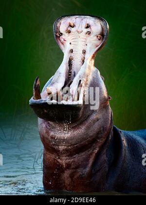 Hippopotamo arrabbiato o ippopotamo che mostra il dominio in acqua con un'ampia bocca aperta spruzzi d'acqua. Ippopotamo anfibio. Foto Stock