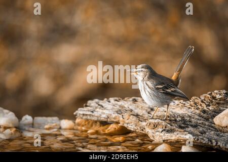 Red backed Scrub Robin in in piedi presso il waterhole nel parco nazionale di Kruger, Sudafrica; specie Cercotrichas leucofrys famiglia di Musicapidae Foto Stock