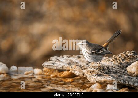 Red backed Scrub Robin in in piedi presso il waterhole nel parco nazionale di Kruger, Sudafrica; specie Cercotrichas leucofrys famiglia di Musicapidae Foto Stock