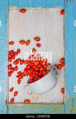 Orpette appena raccolte, comunemente noto come rosa cane, Rosa canina. In una vecchia cornice di legno blu contro una scricchioletta bianca dipinta Foto Stock