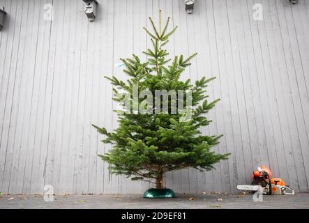 Fuhlendorf, Germania. 05 novembre 2020. Un albero di Natale è in piedi in uno stand accanto a una motosega durante una sessione fotografica per aprire la stagione degli alberi di Natale in un negozio di un produttore di alberi di Natale (recrop). I consumatori devono essere preparati a prezzi più elevati per gli alberi di Natale. Secondo l'Associazione federale dei produttori di alberi di Natale e la Camera dell'Agricoltura dello Schleswig-Holstein, l'aumento dei prezzi è dovuto a condizioni di produzione più difficili e più costose a causa del coronavirus. Credit: Christian Charisius/dpa/Alamy Live News Foto Stock