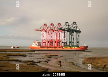 una grande nave portante per carichi pesanti con cinque gru a portale naviga con i rimorchiatori attraverso il mare di westerschelde lungo una palude verso anversa Foto Stock