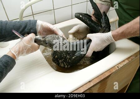 Oiled Northern Gannet, sula bassana, salvato a 'la Dame Blanche', un centro di protezione della fauna selvatica in Normandia Foto Stock