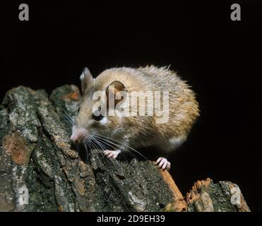 Topi spinoso acomys dimidiatus Foto Stock