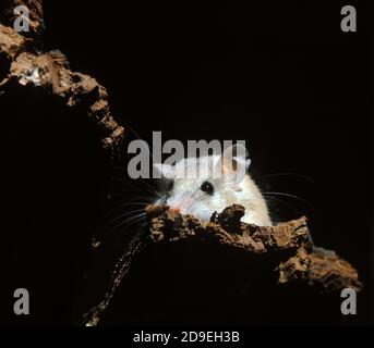 Topi spinoso acomys dimidiatus Foto Stock