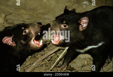 Diavolo della Tasmania sarcophilus harrisi, adulti combattimenti, AUSTRALIA Foto Stock