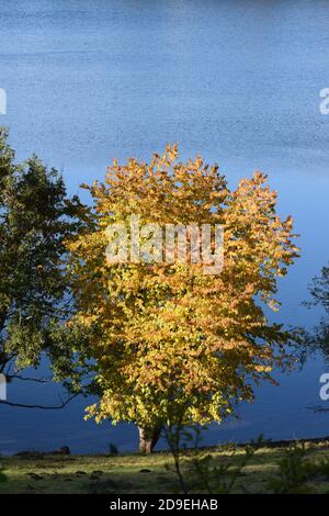 Autunno a Weinfelder Maar Foto Stock